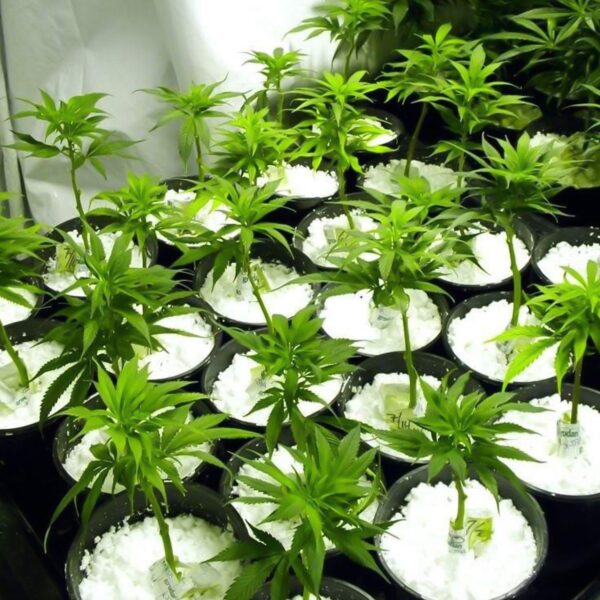 Perlite Soil Conditioner – Enhances Root Growth & Drainage | Indo Glow